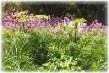 wildflowers of Kanatsiohareke